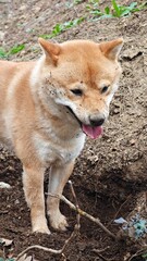 Shiba Inu with Muddy Nose After Digging a Hole in the Garden