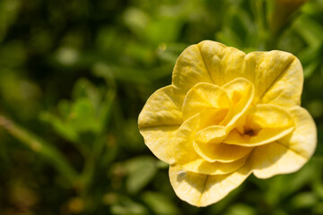 Close-up of yellow calibrachoa flower with green foliage