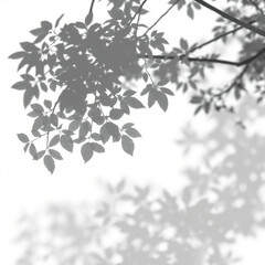 Fototapeta premium shadow overlay effect. Gray shadow of leaves isolated on white background. Plant foliage leaf shadow light effect. Mockup Blurred tree branch shadow. Ideal for summer spring design elements PNG