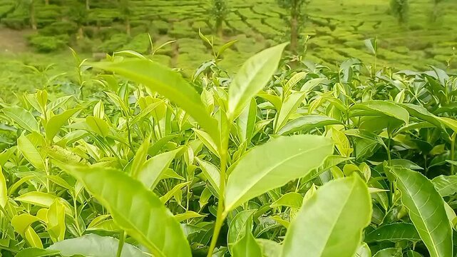 Close up of green tea sprout growing in the spring field fresh tea leaf in the wind