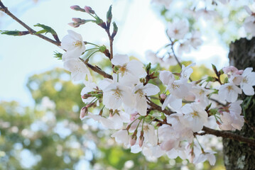 cherry blossoms and buds blooming in spring in Japan