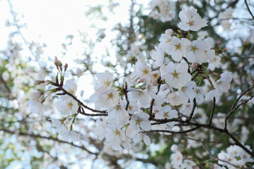 Obraz premium cherry blossoms and buds blooming in spring in Japan