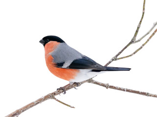 Male bullfinch sitting on branch isolated on white background. One cute bullfinch birds in wildlife...