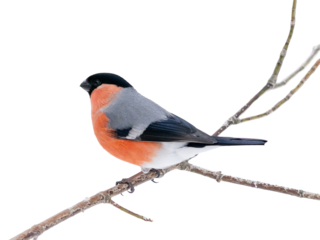 Male bullfinch sitting on branch isolated on white background. One cute bullfinch birds in wildlife nature. Eurasian bullfinch with red chest on tree branch, isolated with clipping path
