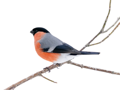 Male bullfinch sitting on branch isolated on white background. One cute bullfinch birds in wildlife nature. Eurasian bullfinch with red chest on tree branch, isolated with clipping path