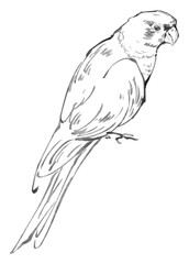 Monochrome Sketch of a Parrot