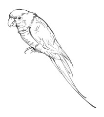 Line drawing of a parrot perched, detailed and realistic depiction.