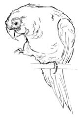 Hand-drawn sketch of a parrot perched on a branch