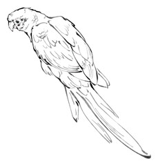 Line drawing of a parrot perched, detailed and realistic depiction.