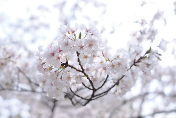 cherry blossoms and buds blooming in spring in Japan