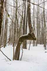 Albero tipico nei Piani di Carmelia a forma di cavallo