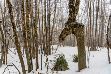 Fitta vegetazione in tipico paesaggio invernale di montagna