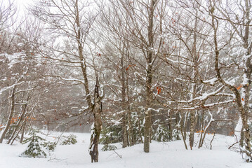 Particolare vista del bosco con alberi completamente ricoperti di neve