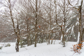 Paesaggio invernale con la neve che ricopre tutto il territorio