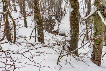 Scorcio di ruscello di montagna tra gli alberi innevati