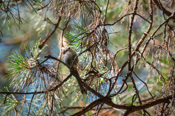 Tiny Juvenile Long-Tailed Tit in Pine Forest Close-Up