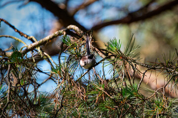 Tiny Juvenile Long-Tailed Tit in Pine Forest Close-Up