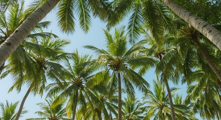 Fototapeta premium palmeras en verano en una playa de méxico