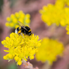 Hummel und Blume