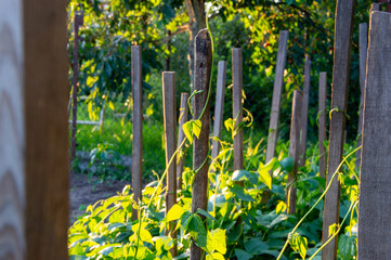 Green bean plants are growing vigorously around wooden stakes, illuminated by warm sunlight in a...