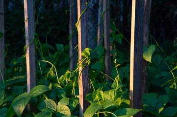 Vibrant green bean plants are climbing wooden stakes in a garden while the sun sets, creating a...