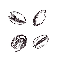 Vector illustration set, pistachio nuts in shell and without it. All objects are hand-drawn in vector ink. Illustrations are suitable for printing on fabric and paper, for product packaging design.