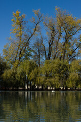 Swans swim in the pond of the city park