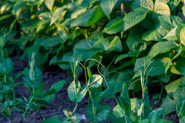 Green peas thrive alongside healthy green leaves in a garden setting under warm sunlight, showcasing nature's growth and abundance