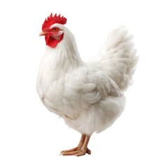 Fototapeta premium Full body shot of a white hen standing sideways isolated on transparent background