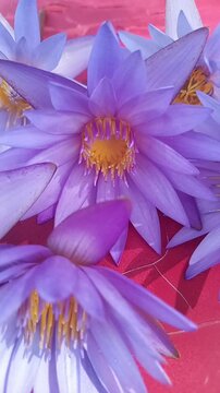 Pink and yellow flower. A burst of purple perfection!  These water lilies are a sight to behold.  Their vibrant hues are simply stunning.