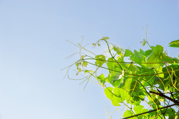 Grapevines with lush green leaves reach upward, basking in sunlight against a beautifully clear blue sky in a vineyard