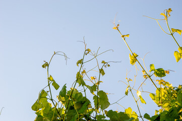 Vines laden with green leaves reach upward, basking in sunlight under a clear blue sky in the late afternoon