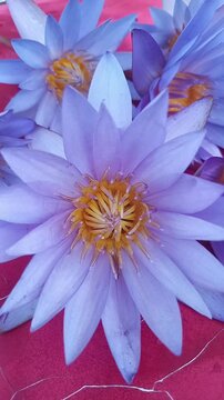 Lost in the lush, vibrant world of water lilies.  A moment of pure bliss.