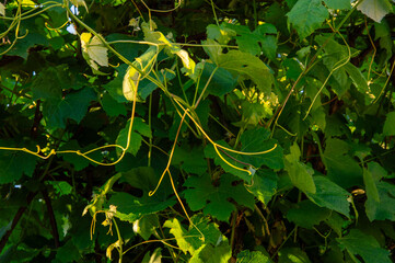 Lush grape vines covered in vibrant green leaves and twisting tendrils bask in sunlight, showcasing a healthy summer vineyard