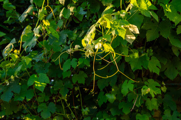 Sunlight illuminates vibrant grapevine leaves, showcasing the beauty of nature in a vineyard as the...