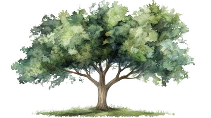 Obraz premium Green leafy tree with branches isolated on white background