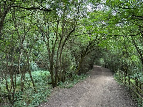 A quiet footpath through the trees at Rother Valley Country Park on the site of the old Brookhouse Colliery, Sheffield, England. 