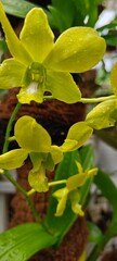 yellow orchid