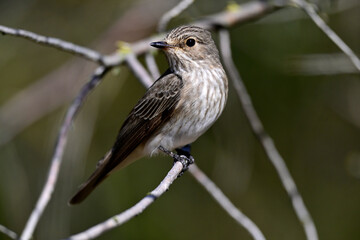Spotted flycatcher // Grauschnäpper (Muscicapa striata)