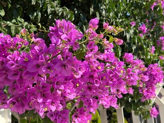 Stunning bougainvillea lesser flowering shrub.