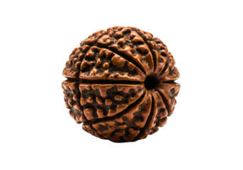 Single brown rudraksha seed with many faces isolated on transparent background