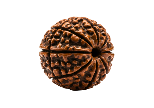 Single brown rudraksha seed with many faces isolated on transparent background