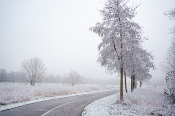 trees in frost