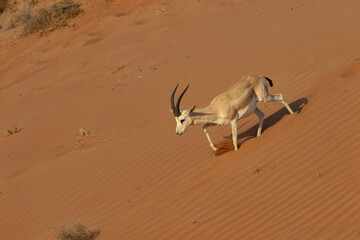 Antelope in the Walking in a Sandy Desert, UAE, 2025