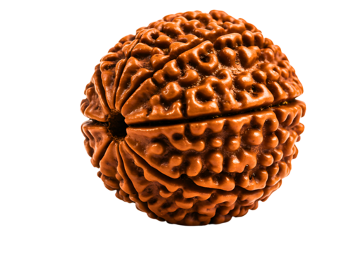 Single brown rudraksha seed with many faces isolated on transparent background