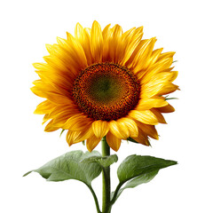PNG Vibrant Sunflower A CloseUp Bloom on White Background against transparent Background