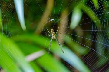 緑の葉を背景に広がるクモの巣に佇むクモ