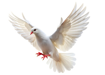 Fototapeta premium white dove takes off on a isolated on white background , PNG