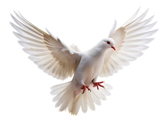 Fototapeta premium white dove takes off on a isolated on white background , PNG