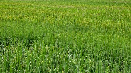 Rice field, green rice, texture, Ninh Binh, Vietnam, macro
